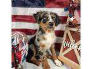 Australian Shepherd Puppy for sale in Homerville, GA, USA
