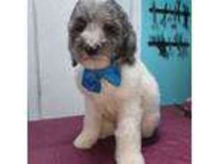 Goldendoodle Puppy for sale in Maysville, NC, USA