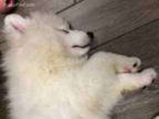 Samoyed Puppy for sale in Hicksville, NY, USA