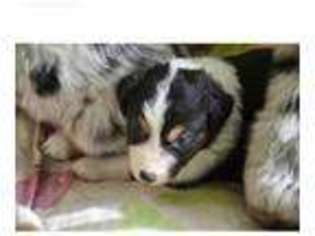 Australian Shepherd Puppy for sale in Statesville, NC, USA