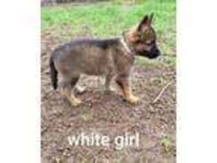 German Shepherd Dog Puppy for sale in Southfield, MI, USA