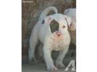 American Bulldog Puppy for sale in CHESTER, IL, USA