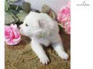 American Eskimo Dog Puppy for sale in Colorado Springs, CO, USA