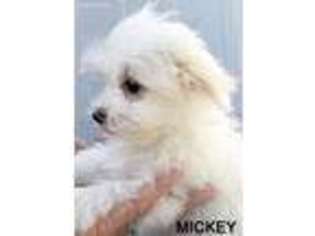 Maltese Puppy for sale in Morgan Hill, CA, USA