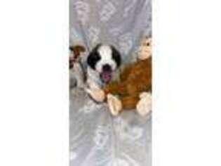 Saint Bernard Puppy for sale in Winfield, MO, USA