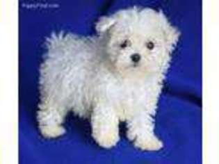 Maltese Puppy for sale in Jackson, TN, USA