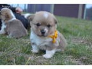 Pembroke Welsh Corgi Puppy for sale in Mount Joy, PA, USA