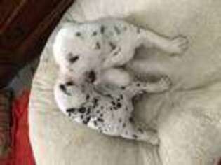 Dalmatian Puppy for sale in Van Nuys, CA, USA