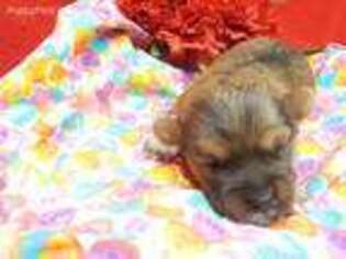 Yorkshire Terrier Puppy for sale in Marysville, KS, USA