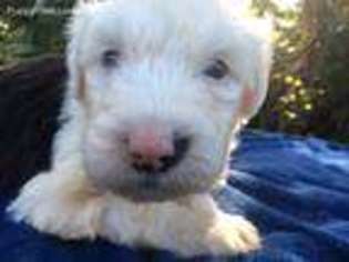 Old English Sheepdog Puppy for sale in Yulee, FL, USA