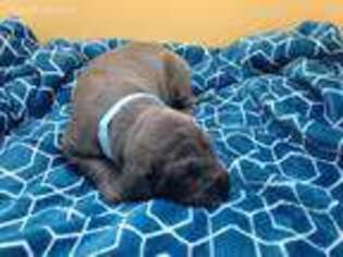 Great Dane Puppy for sale in Staples, MN, USA