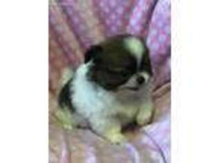 Pekingese Puppy for sale in Great Falls, MT, USA