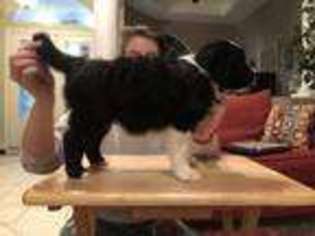Border Collie Puppy for sale in Sumterville, FL, USA
