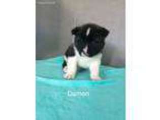 Akita Puppy for sale in Sugarcreek, OH, USA