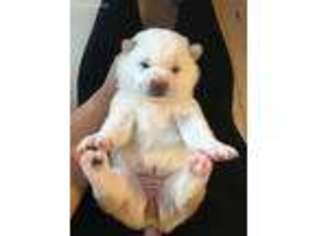 Shiba Inu Puppy for sale in Miami, FL, USA