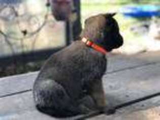 Belgian Malinois Puppy for sale in Kennewick, WA, USA