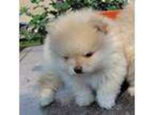 Pomeranian Puppy for sale in Deerfield Beach, FL, USA