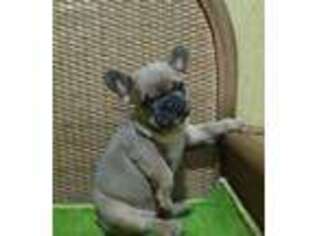 French Bulldog Puppy for sale in Rockville, MD, USA