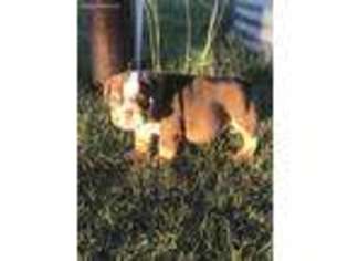 Bulldog Puppy for sale in Amarillo, TX, USA