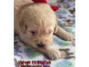 Labradoodle Puppy for sale in Sterling, VA, USA