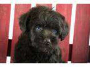 Schnoodle (Standard) Puppy for sale in Lead Hill, AR, USA