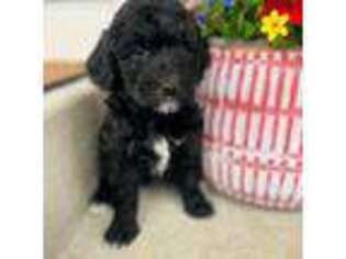 Goldendoodle Puppy for sale in Denver, CO, USA