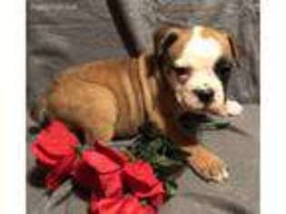 Olde English Bulldogge Puppy for sale in Winfield, PA, USA