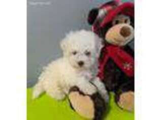 Bichon Frise Puppy for sale in Dundee, OH, USA