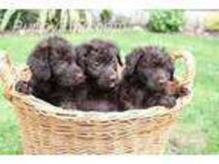 Labradoodle Puppy for sale in Chicago, IL, USA