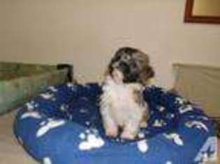 Mutt Puppy for sale in SMITHTON, PA, USA