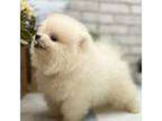 Pomeranian Puppy for sale in Augusta, WV, USA