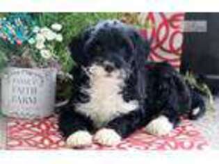 Springerdoodle Puppy for sale in Lancaster, PA, USA