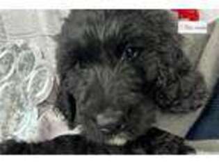 Goldendoodle Puppy for sale in Fayetteville, AR, USA