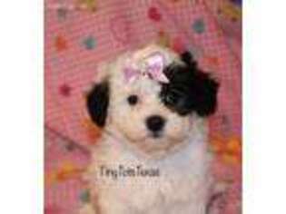 Havanese Puppy for sale in Leander, TX, USA
