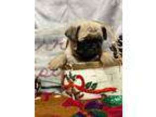 Pug Puppy for sale in Beavertown, PA, USA