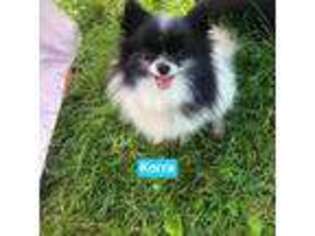 Pomeranian Puppy for sale in Florence, KY, USA