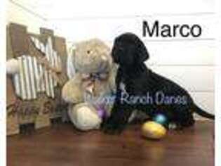Great Dane Puppy for sale in Bowie, TX, USA
