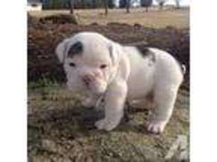 Bulldog Puppy for sale in FOUNTAIN INN, SC, USA