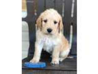 Labradoodle Puppy for sale in Republic, MO, USA