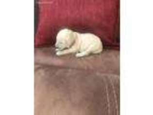 Goldendoodle Puppy for sale in Saint Anthony, ID, USA