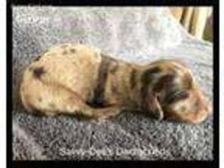 Dachshund Puppy for sale in Searcy, AR, USA