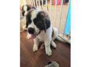 Saint Bernard Puppy for sale in Wautoma, WI, USA