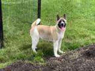 Akita Puppy for sale in Nappanee, IN, USA