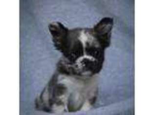 French Bulldog Puppy for sale in Crystal River, FL, USA