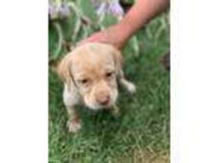 Labrador Retriever Puppy for sale in Appleton, WI, USA