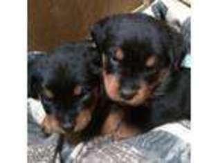 Rottweiler Puppy for sale in JAMAICA, NY, USA