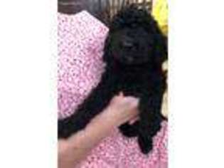 Labradoodle Puppy for sale in Greenfield, IN, USA