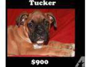 Boxer Puppy for sale in BETTENDORF, IA, USA