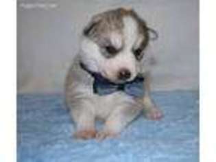 Siberian Husky Puppy for sale in Canon City, CO, USA
