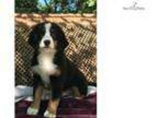 Bernese Mountain Dog Puppy for sale in Asheville, NC, USA